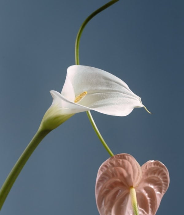Flor
